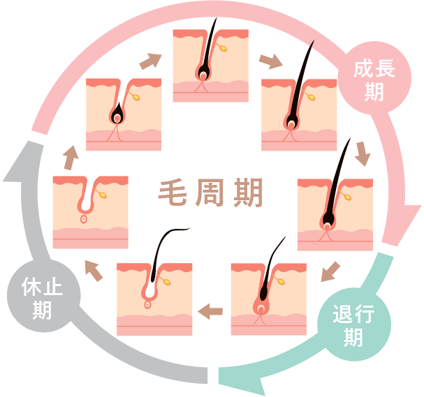 毛周期の図