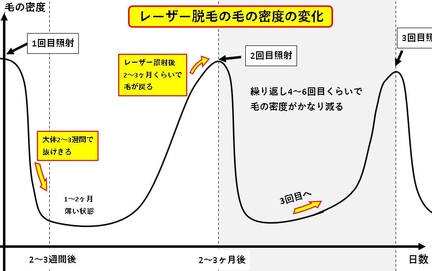 脱毛回数と毛の減り方